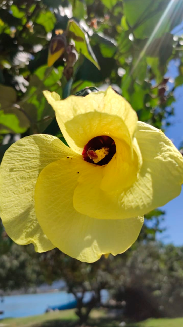 Usos medicinais algodão da praia
