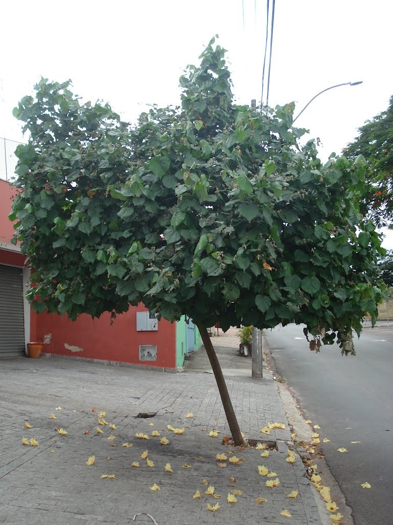 Planta de mangue