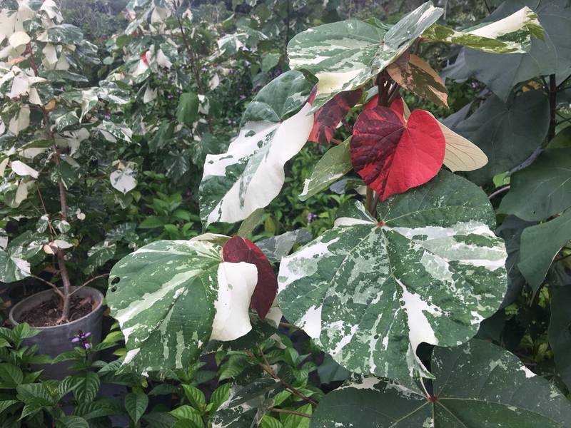 Talipariti tiliaceum