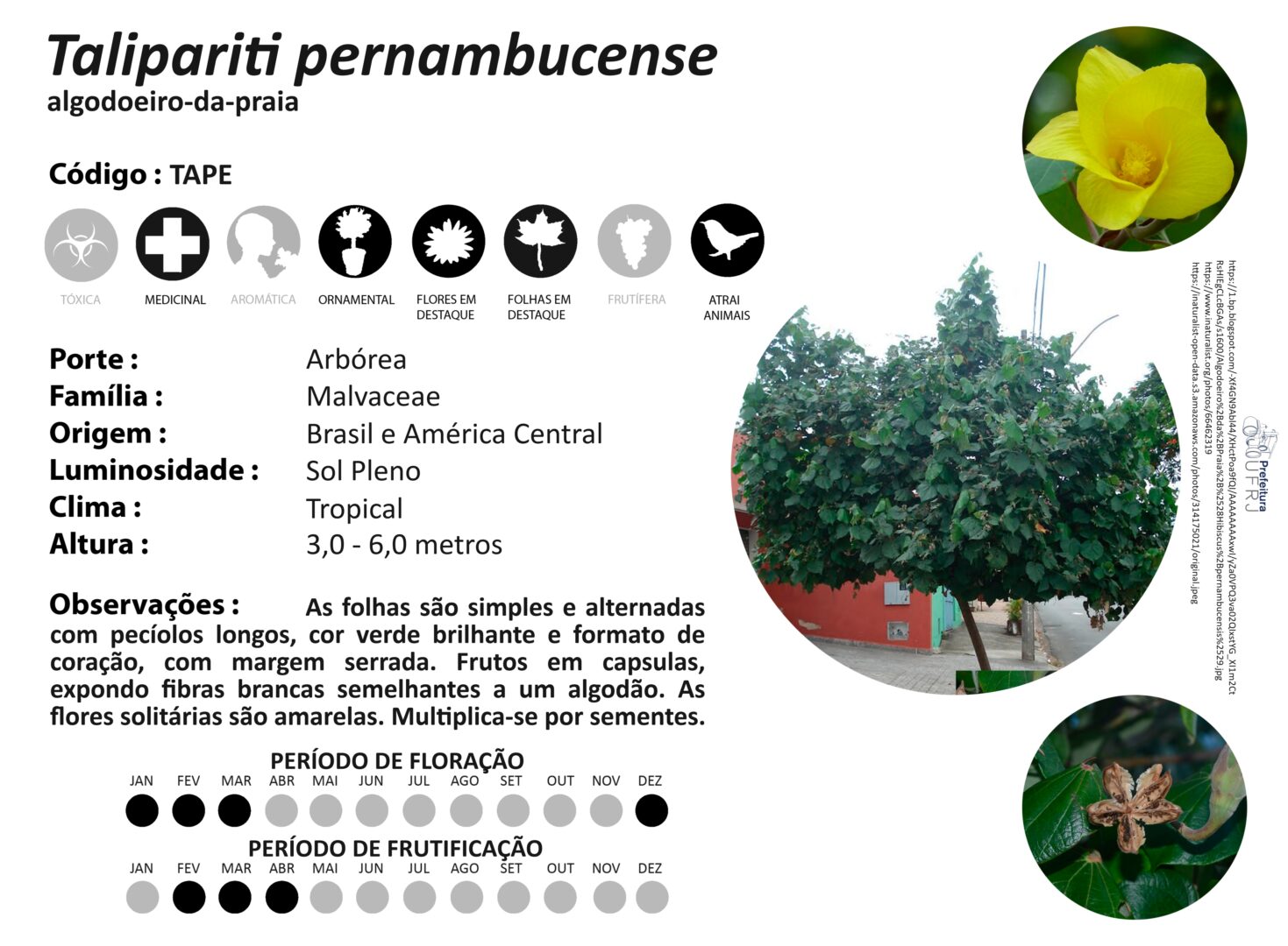 Hibiscus pernambucensis (para diferenciação)