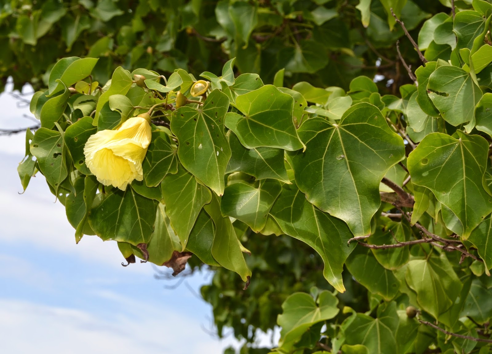 Controle de erosão costeira