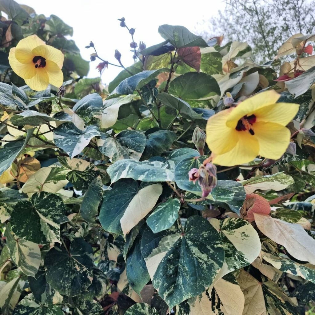 Hibiscus pernambucensis (para diferenciação)