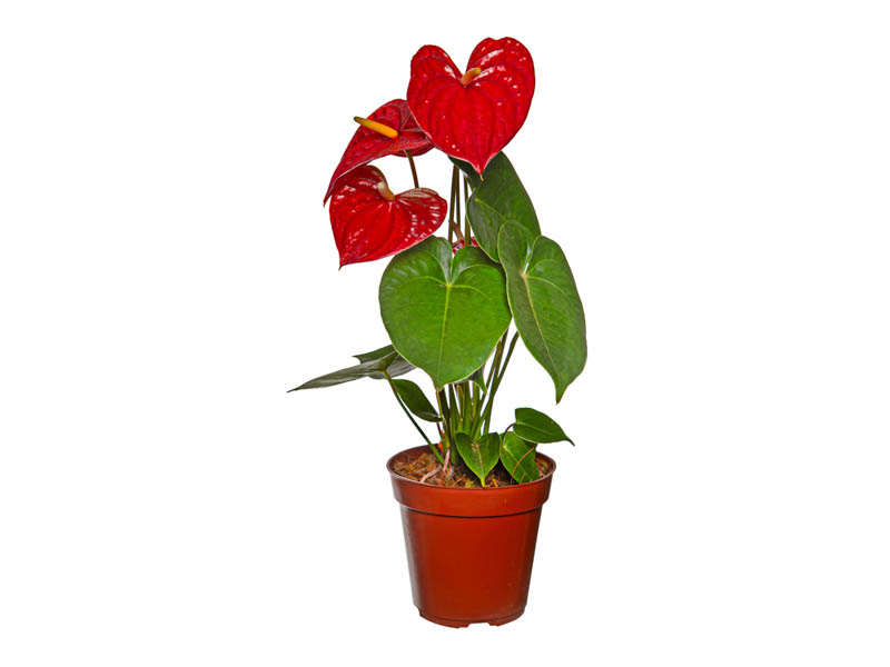 Antúrio para vaso