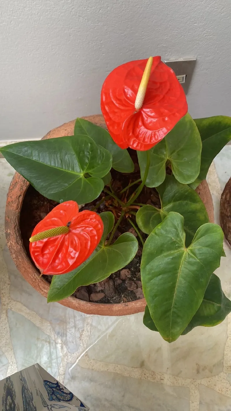 Antúrio para interior