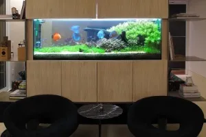 aquário de parede vs aquário de chão para sala