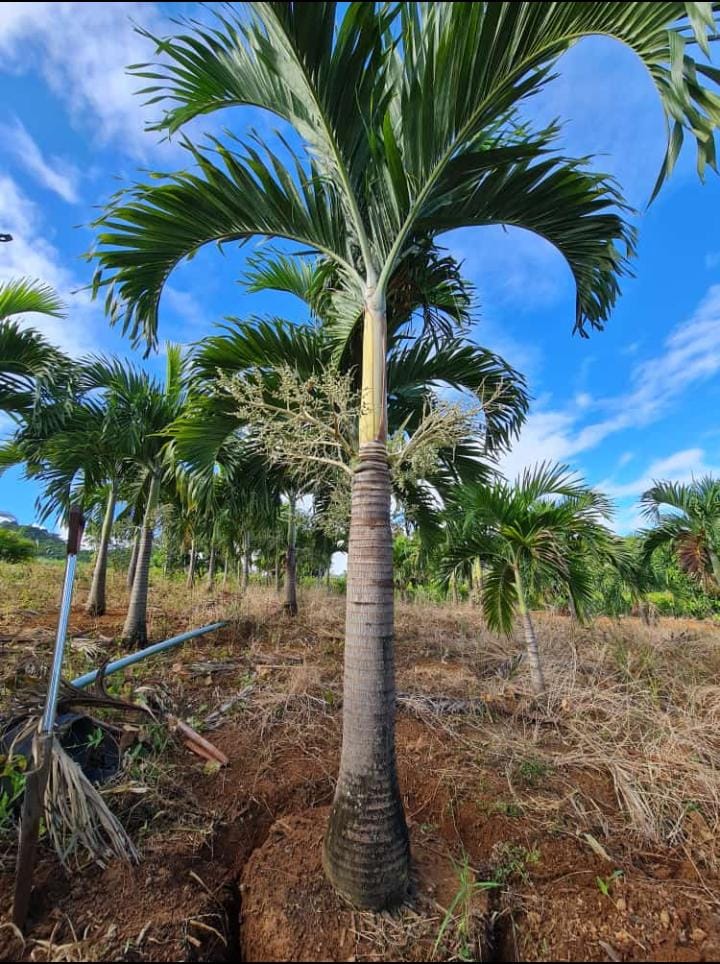árvores tropicais para plantar