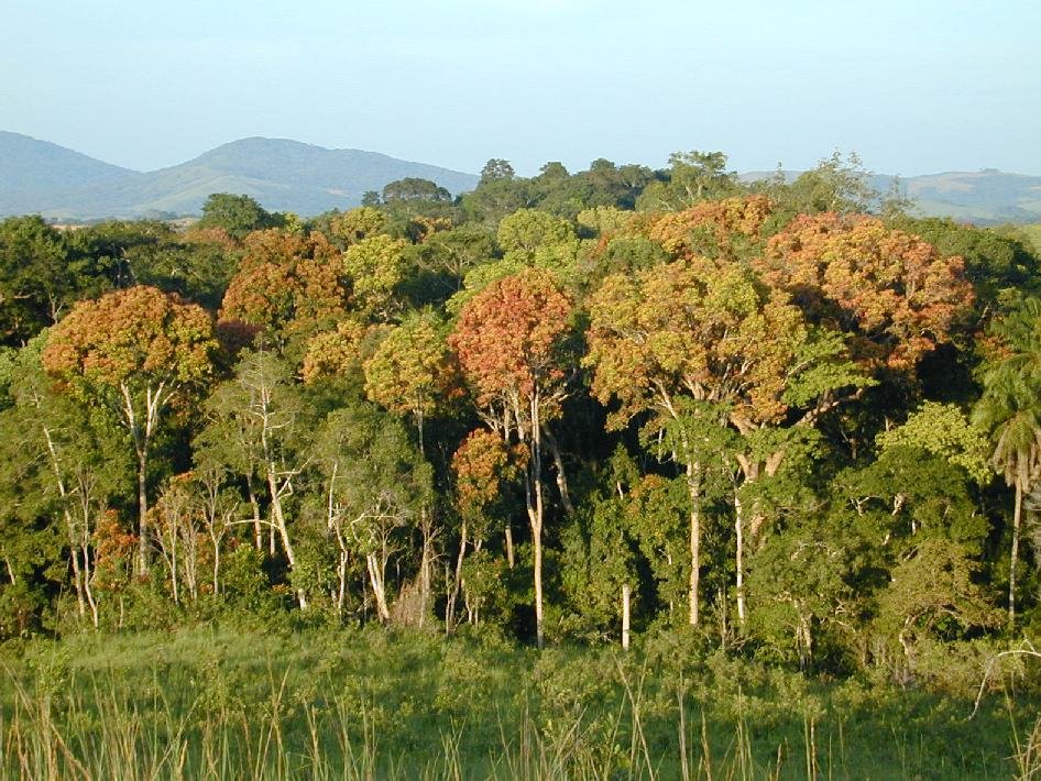 árvores tropicais nativas do Brasil