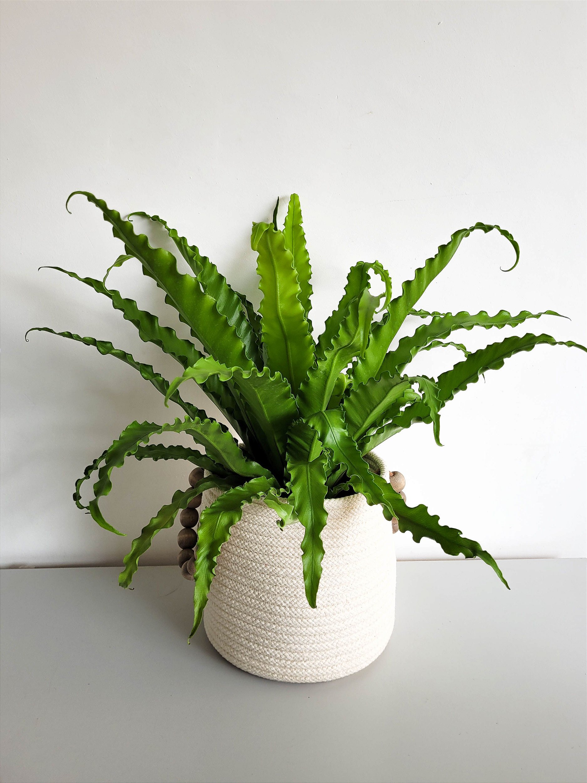 Como cuidar de asplênio