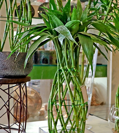 quanto custa projeto decoração bambu completo