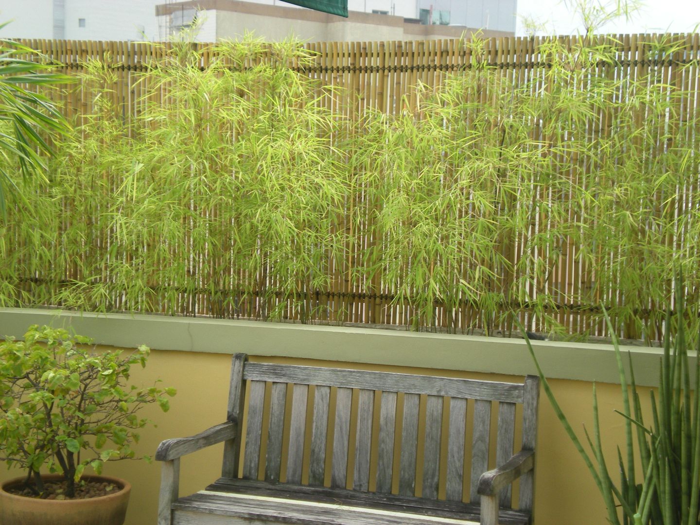 erros comuns cuidar bambu da sorte evitar