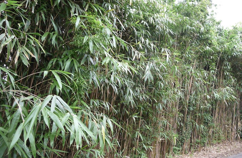 bambu metake inspiração jardim tropical