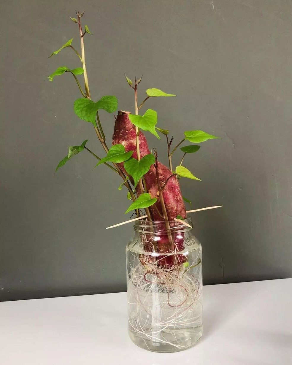 batata doce na agua decoração