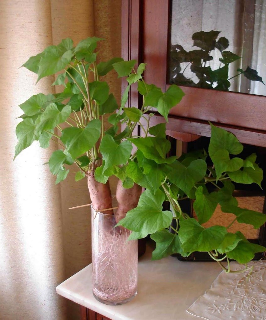 5 ideias de títulos