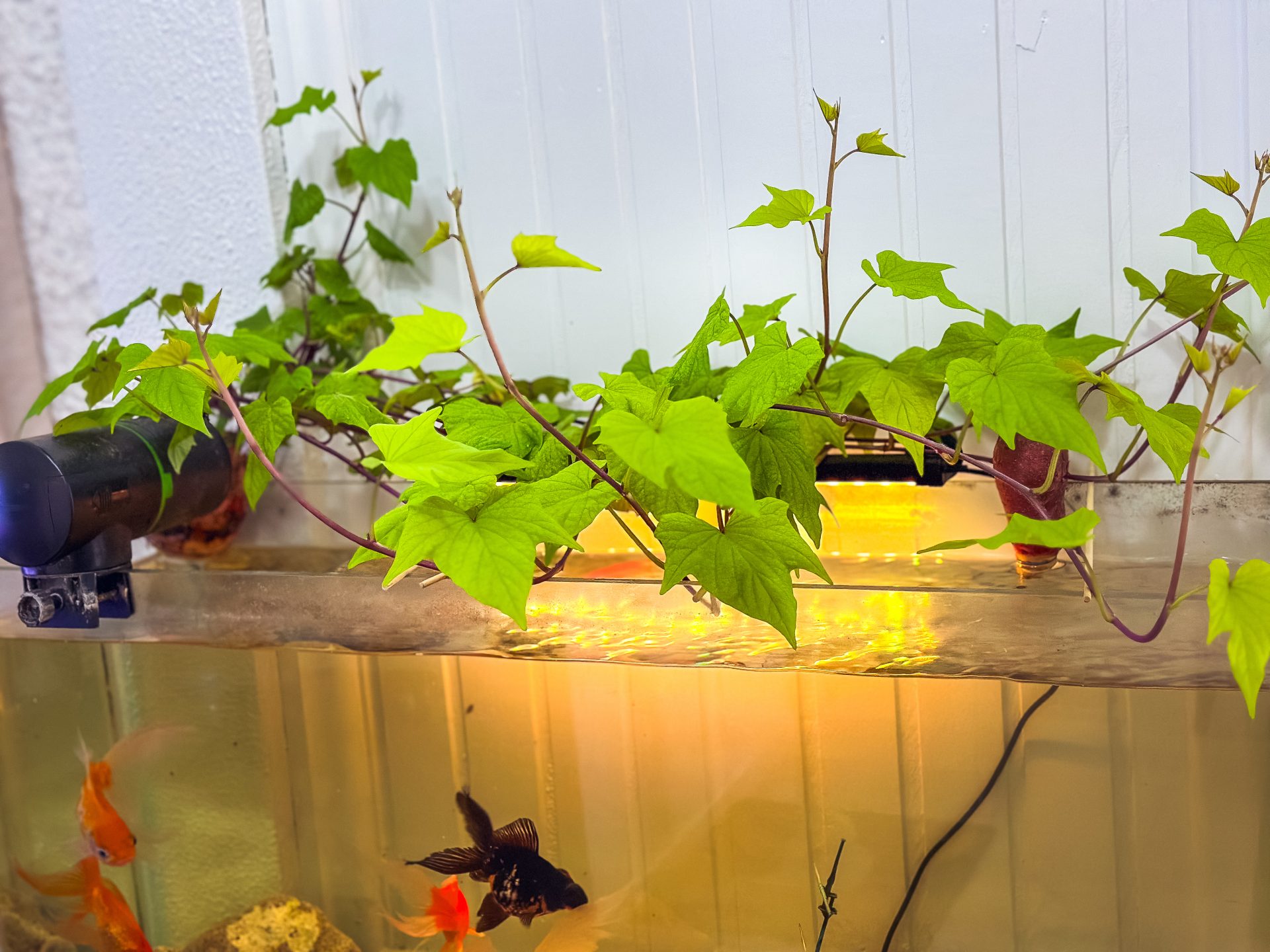 5 ideias de títulos