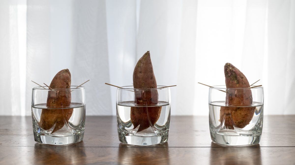 5 ideias de títulos