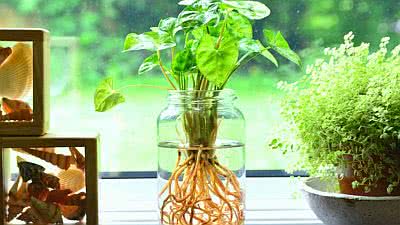 batata doce na agua decoração