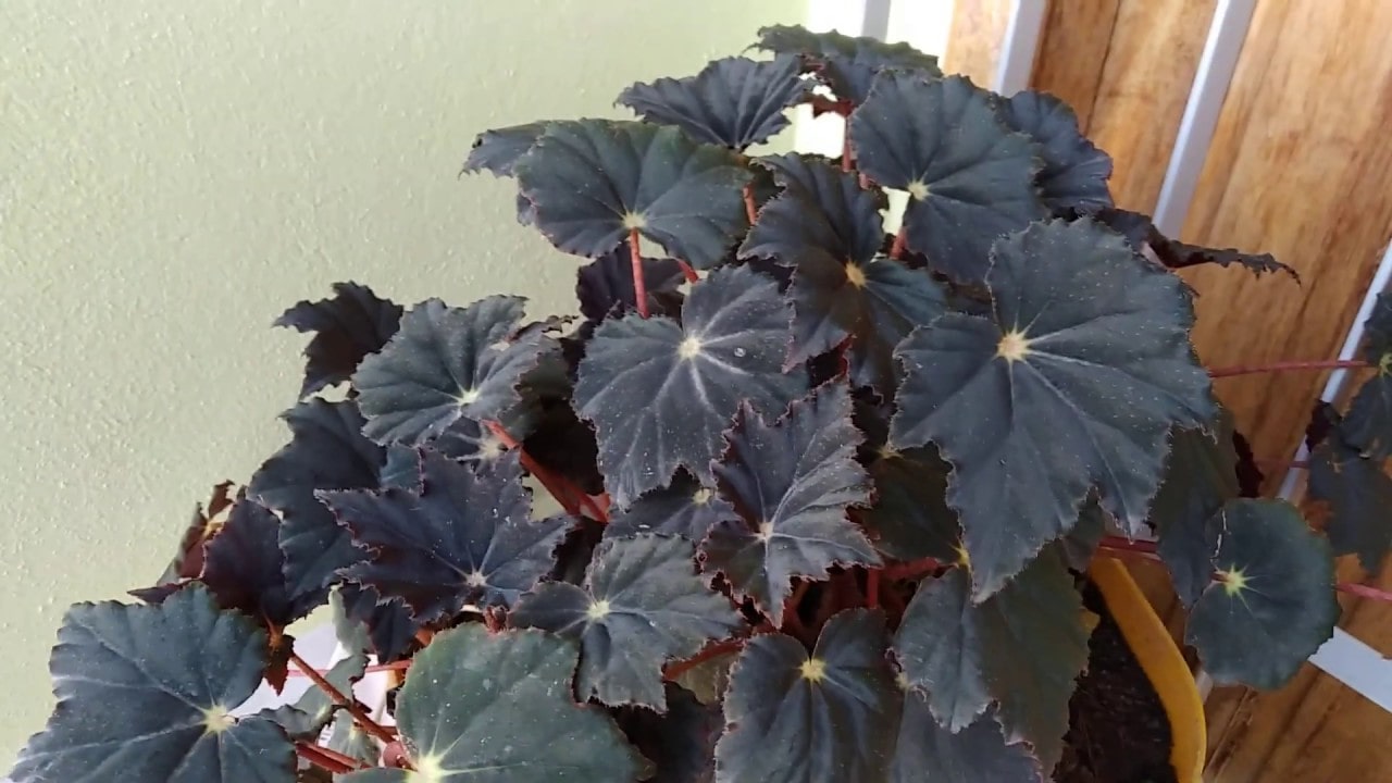 Onde comprar Begônia Negra