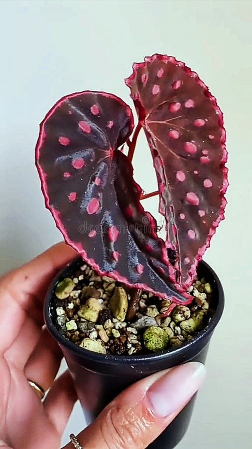 Planta com folhas pretas e flores coloridas