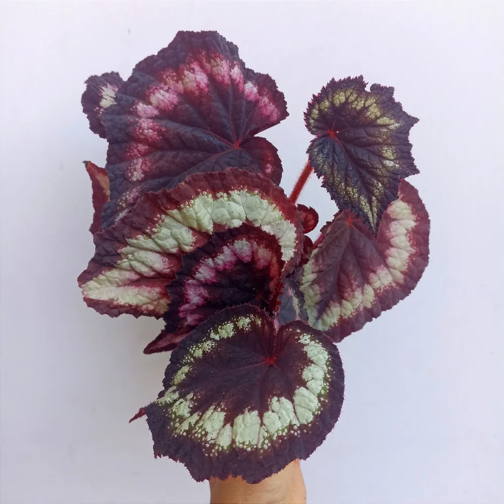 Begônia Negra com Flores Rosas