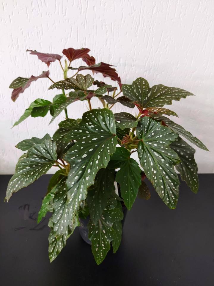 Begônia Negra de Interior