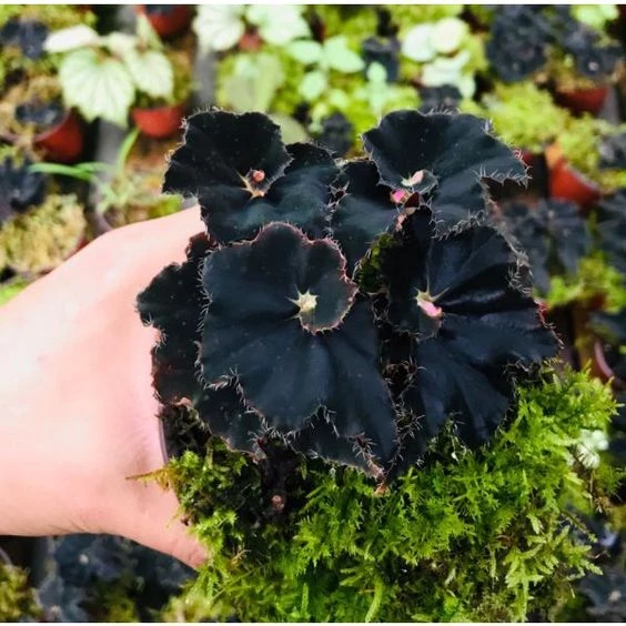 Begônia Negra de Meia Sombra