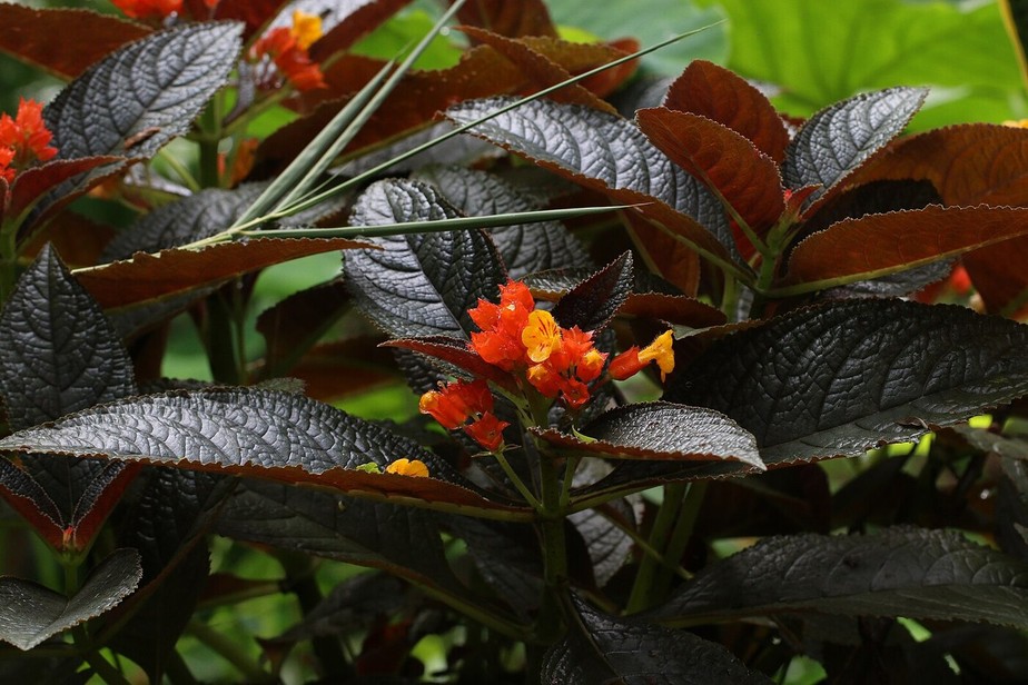 Begônia Negra com Flores Brancas