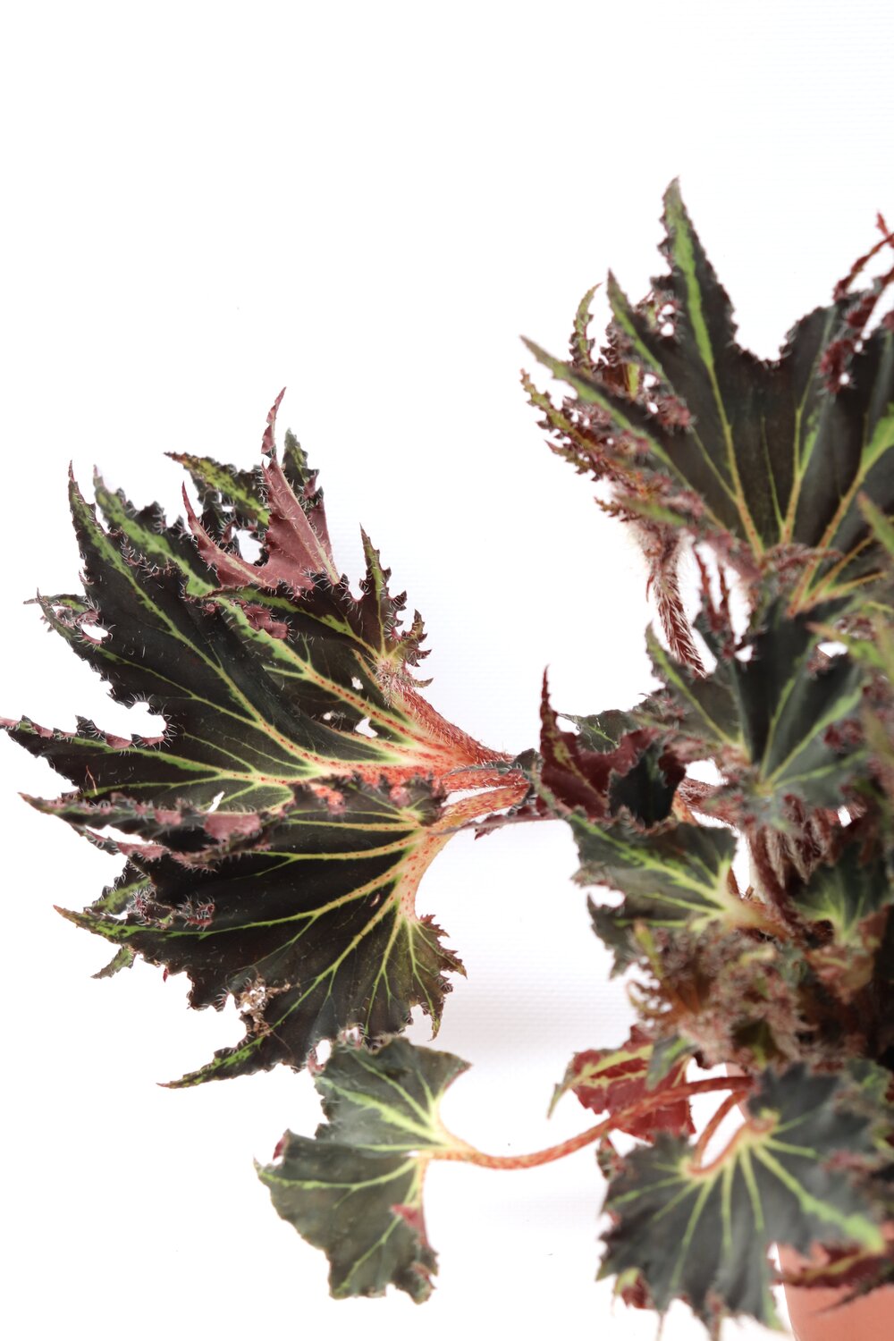 Begonia Black Mamba cuidados