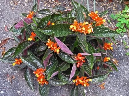 Begônia Negra com Flores Laranja