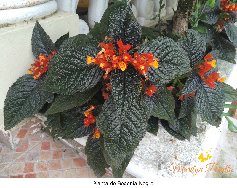 Chrysothemis pulchella cuidados