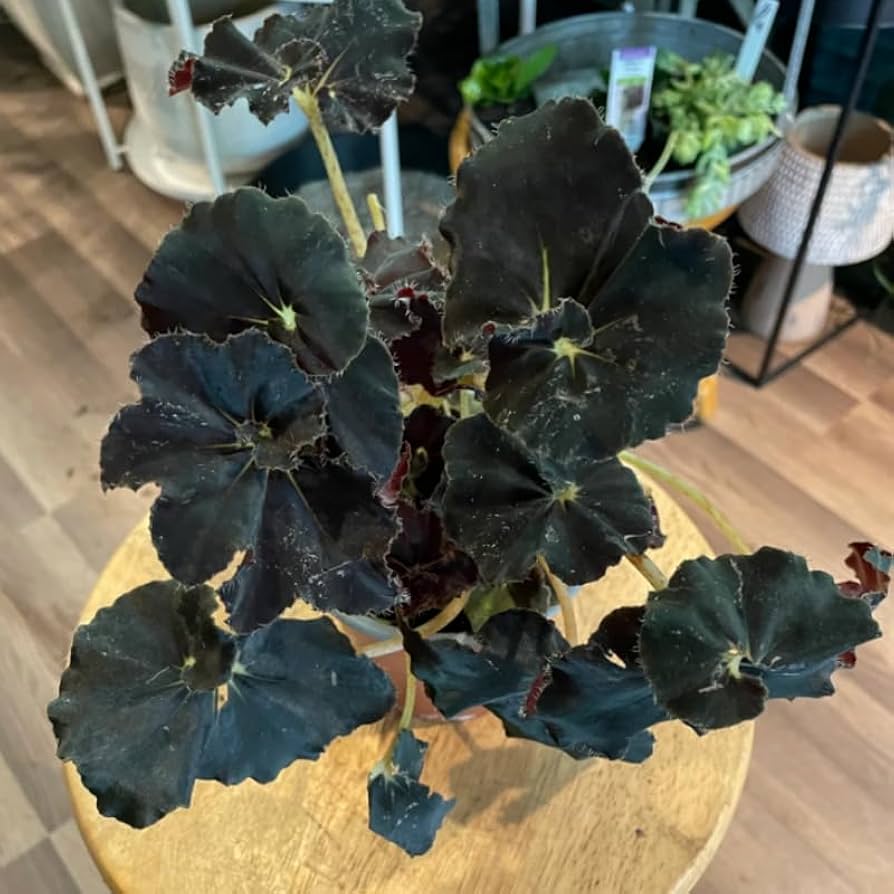 Begonia Black Mamba cuidados