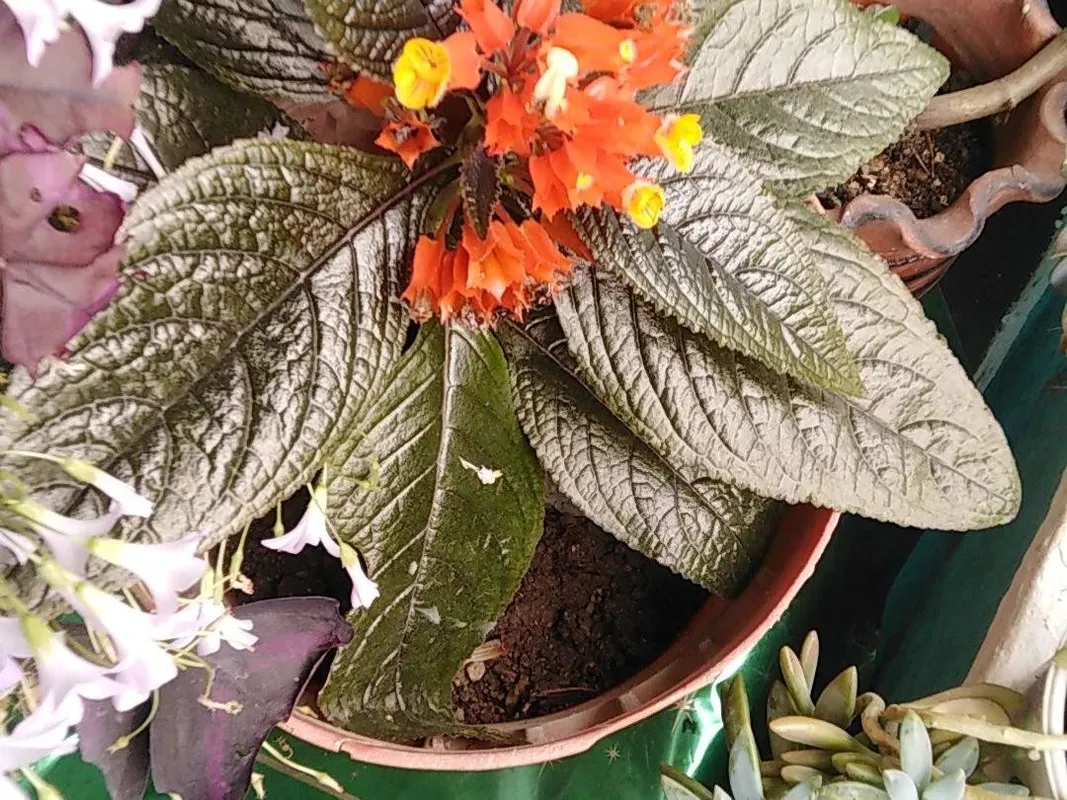 Begonia Black Velvet cuidados