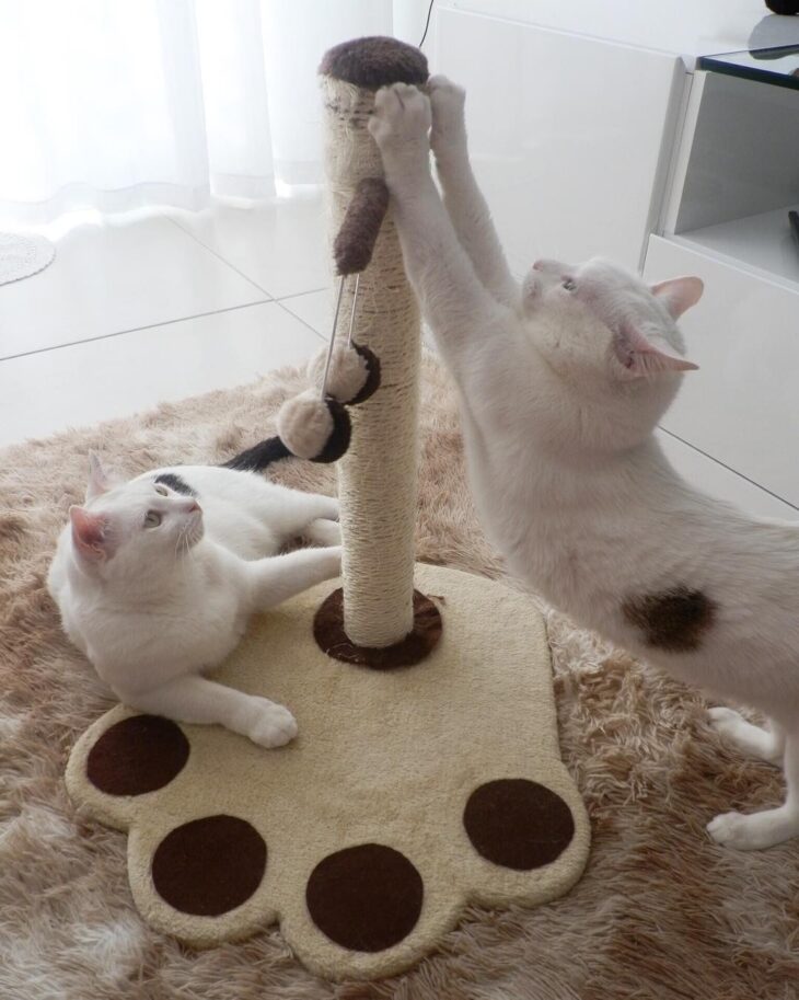 como fazer brinquedo de gato com rolo de papel