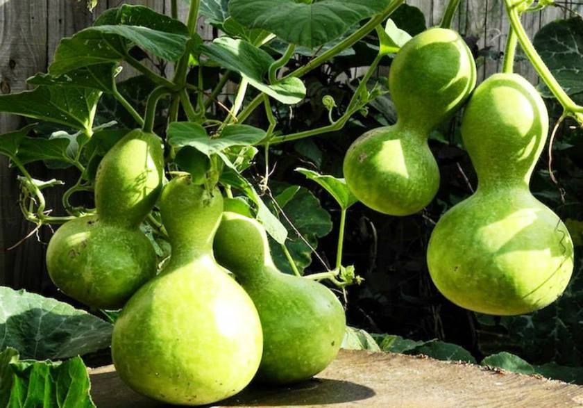 fruto de porongueiro