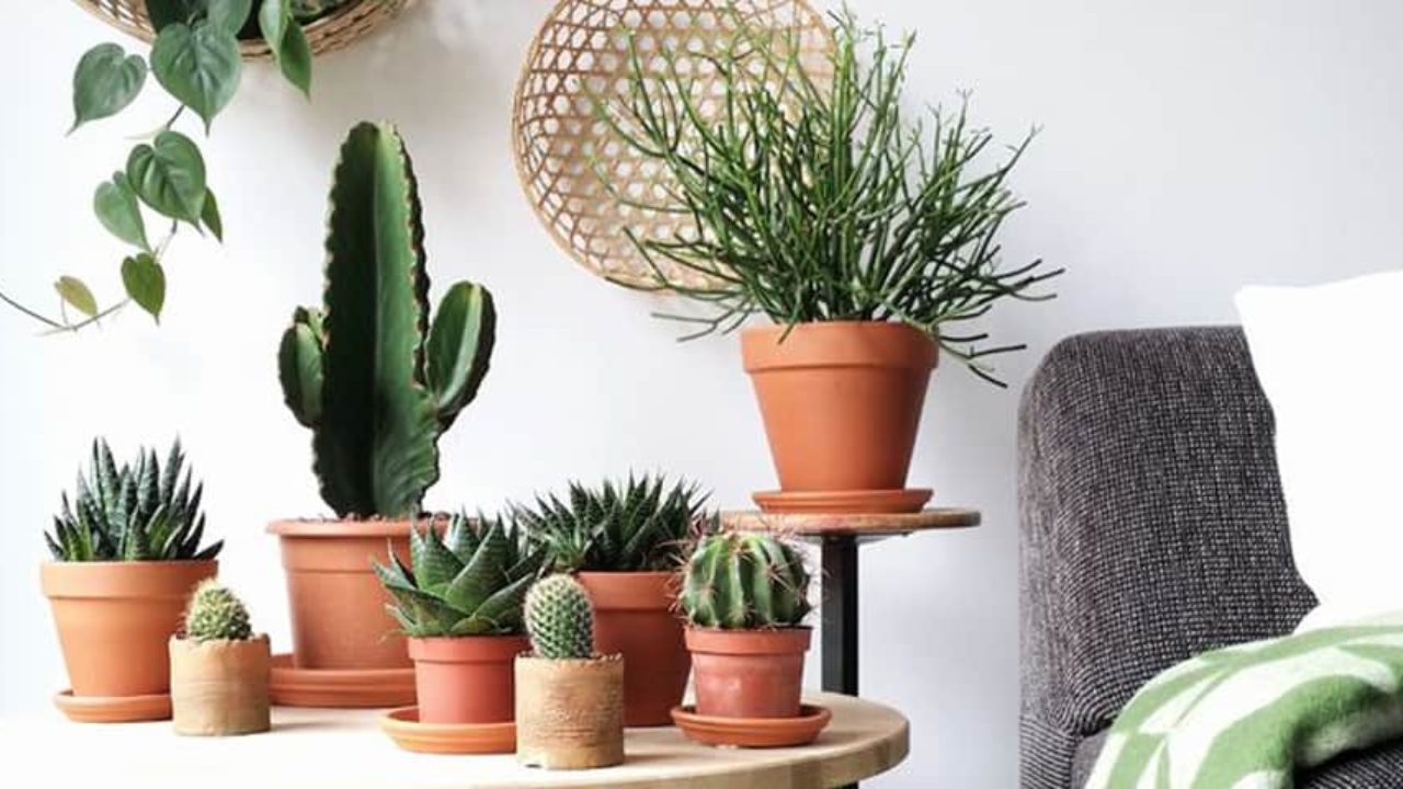 erros comuns ao usar cachepo