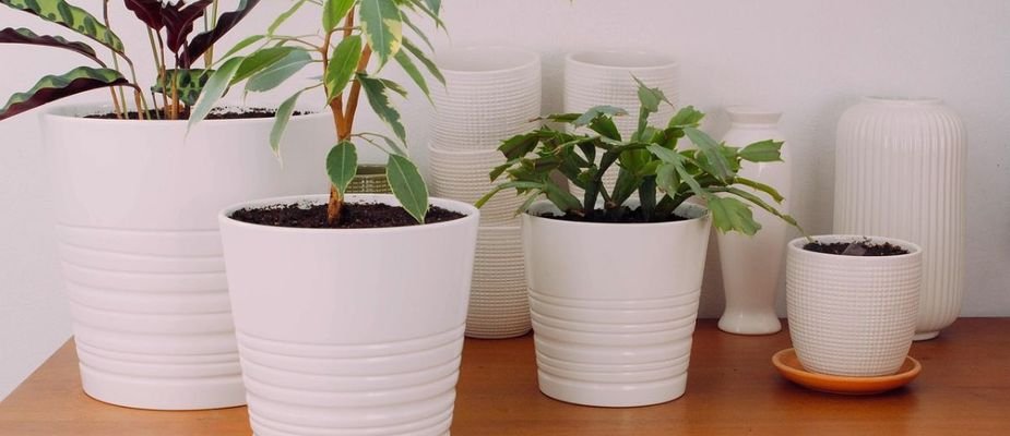 cachepo de ceramica vs cachepo de madeira