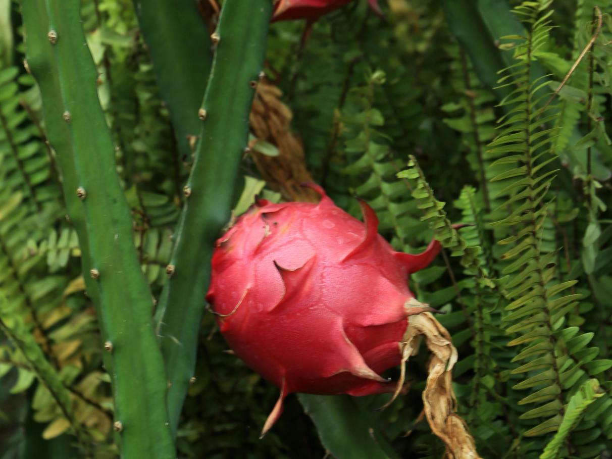 Pitaya Branca (Hylocereus undatus)