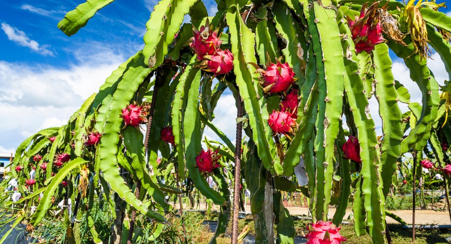 Pitaya Vermelha (Hylocereus costaricensis)