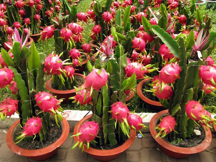 Pitaya Amarela (Selenicereus megalanthus)