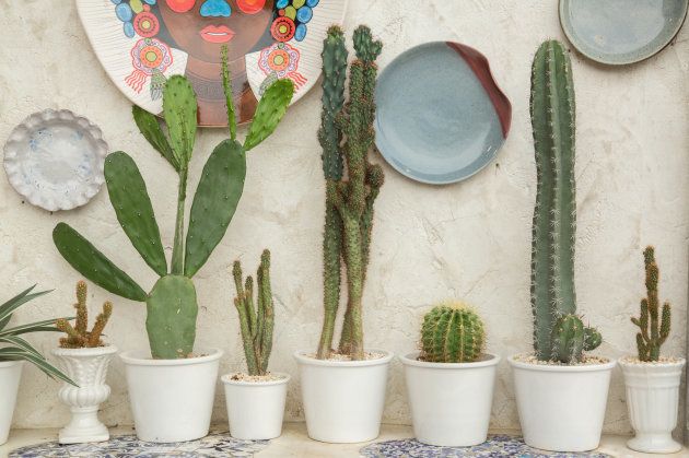 cacto decoração sala