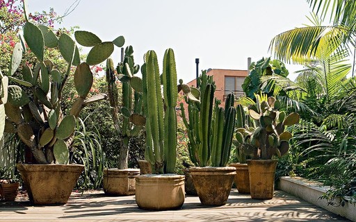 cacto decoração sala