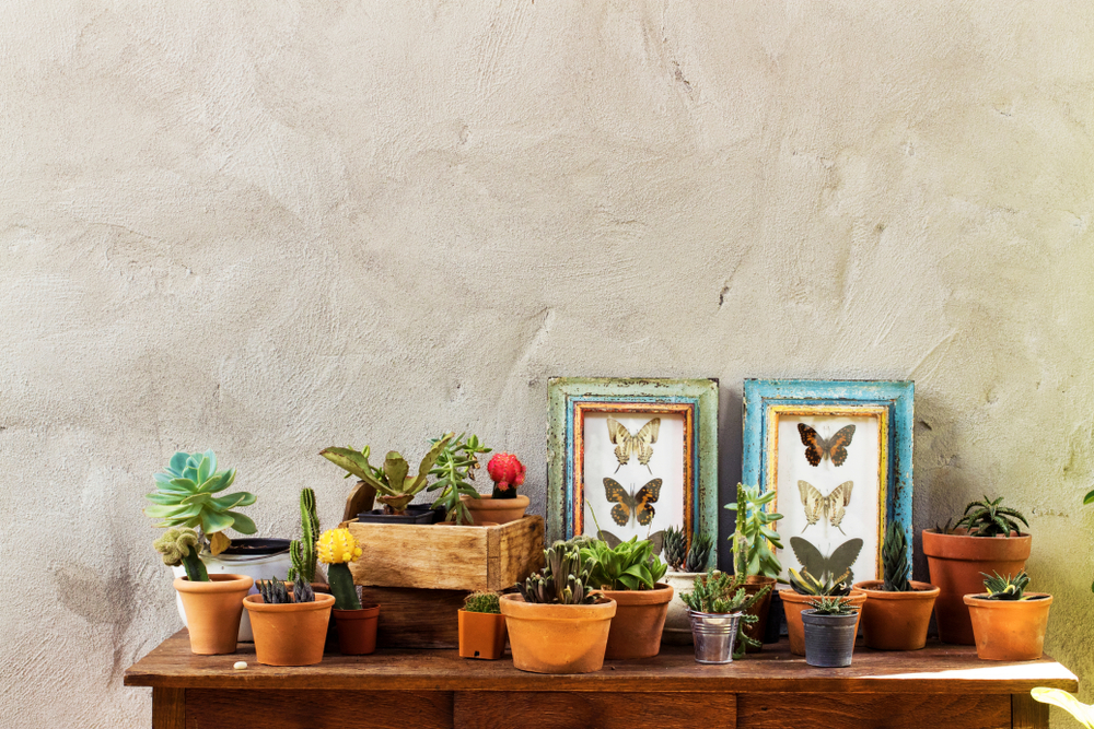 cacto decoração sala