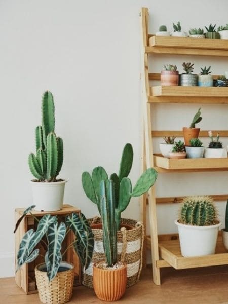cacto decoração sala