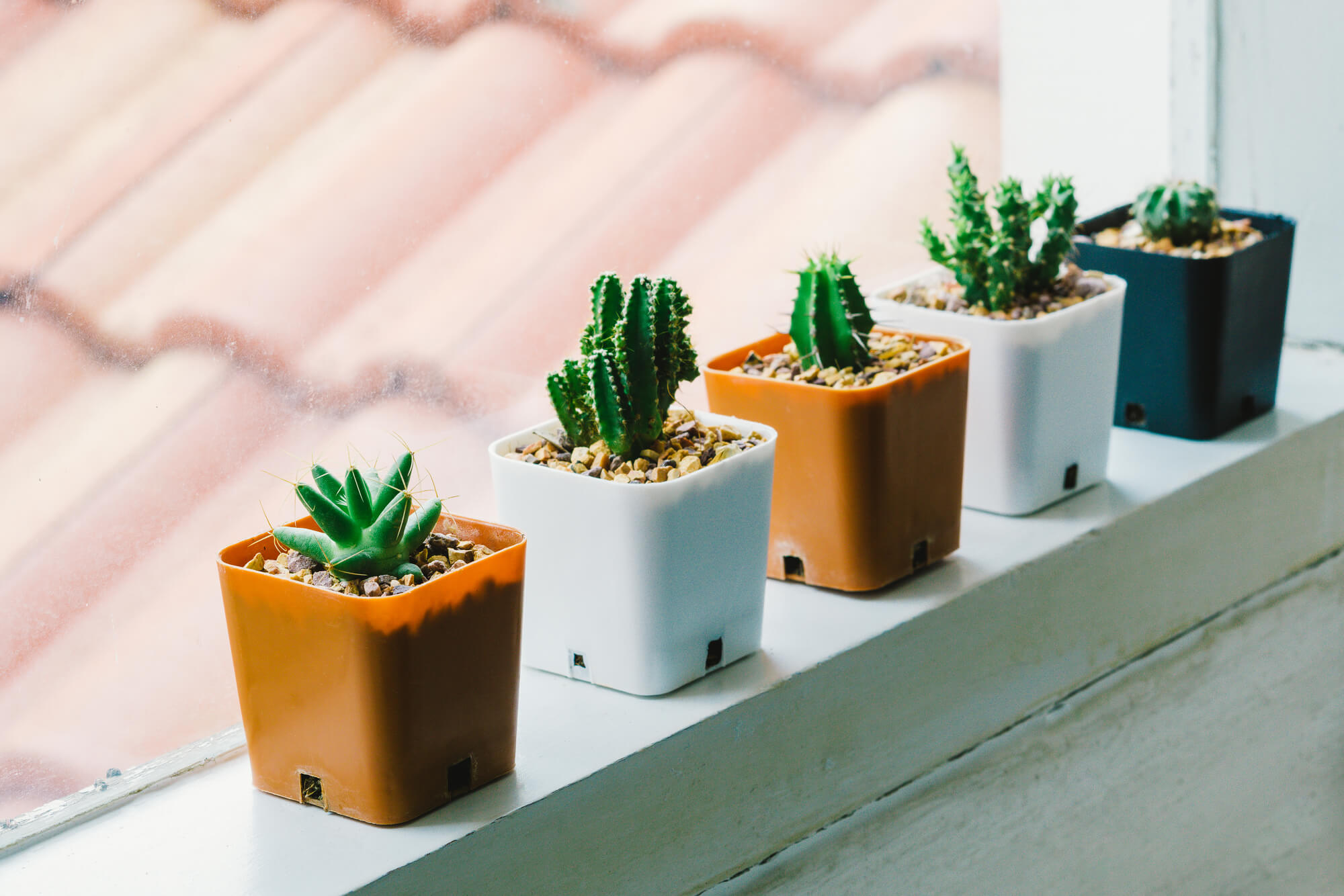 cacto decoração sala