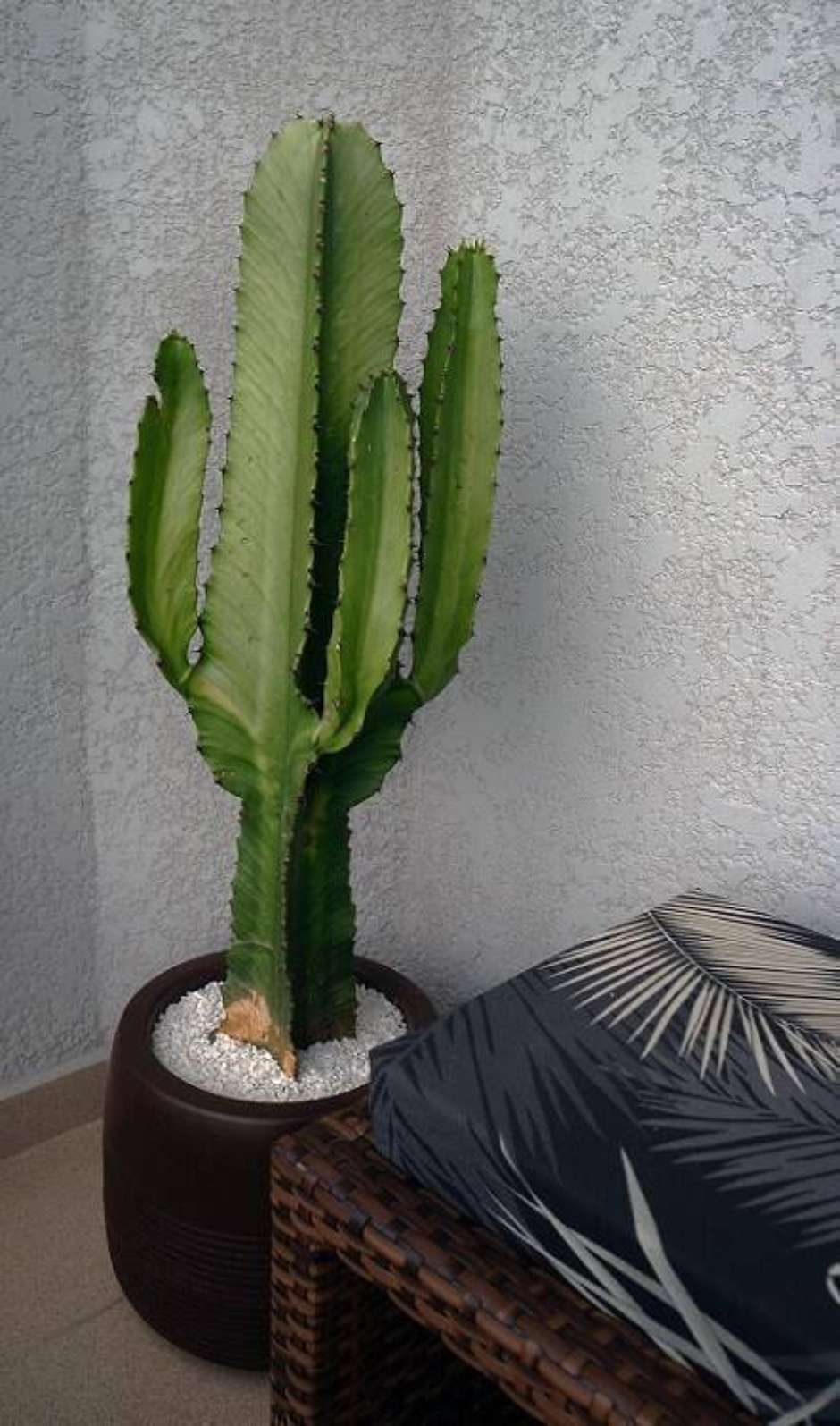 cacto decoração sala