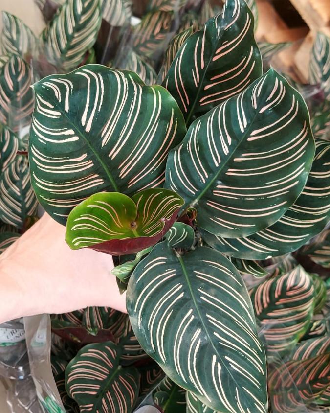 tipos de calatheas para iniciantes