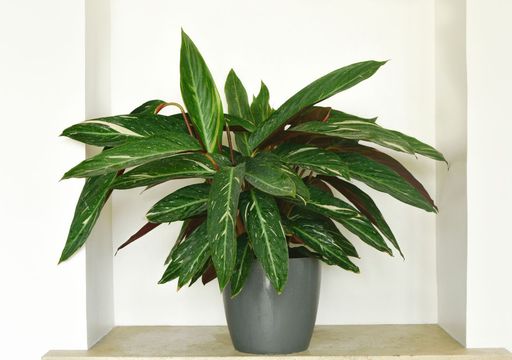 erros comuns ao cuidar de calatheas
