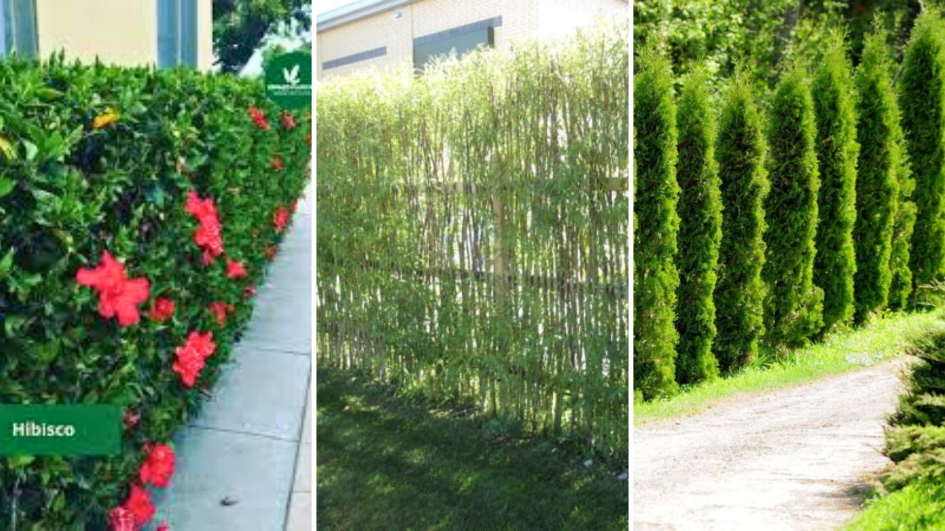 cerca viva para sol pleno