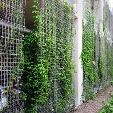 cerca viva ornamental