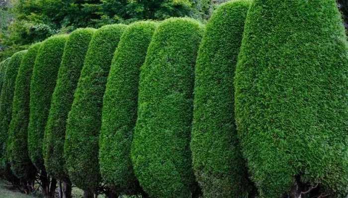 cerca viva decorativa