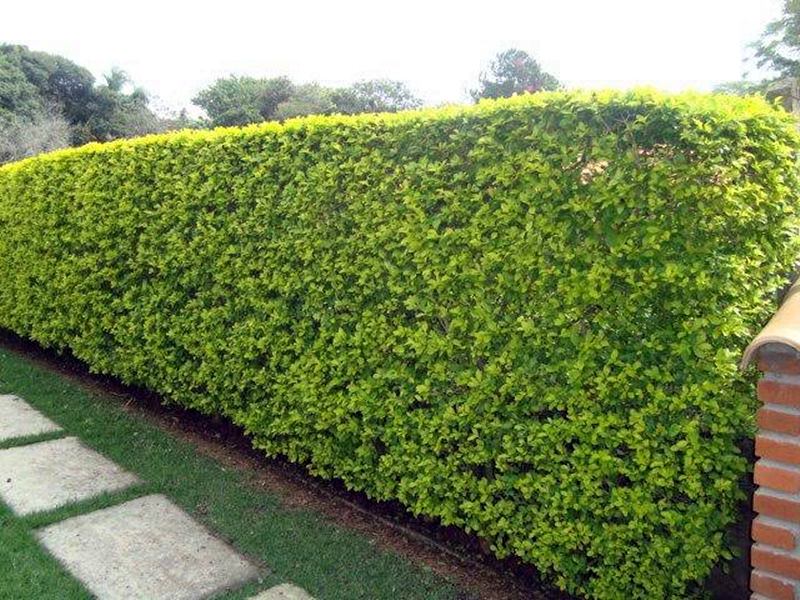 como fazer cerca viva